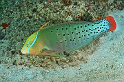 Coris formosa Girelle reine-Mahe Lighthous cap ternay-6m-20190609-Denis-ADER-DSC_8145_tn